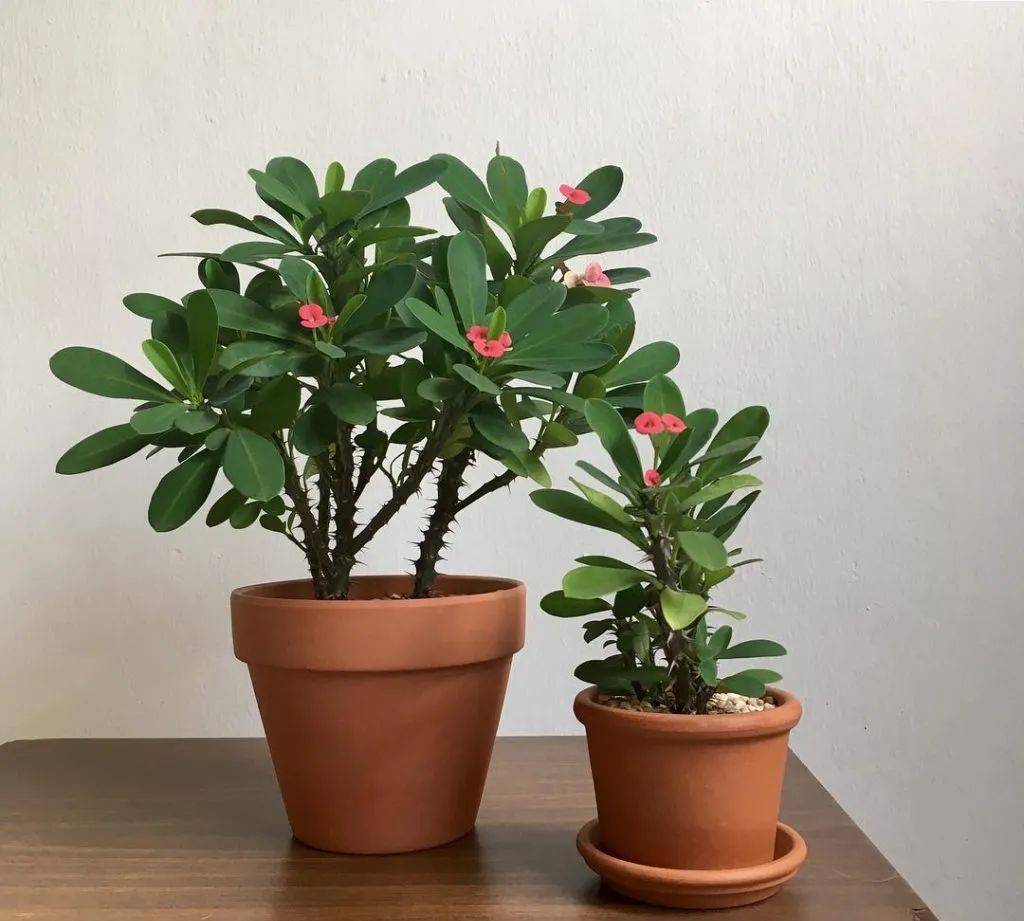 室內(nèi)比較好養(yǎng)的植物_室內(nèi)植物哪個好養(yǎng)活_室內(nèi)養(yǎng)什么植物最好排名