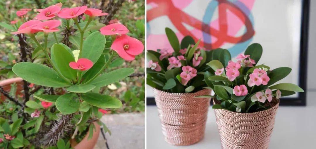 室內(nèi)比較好養(yǎng)的植物_室內(nèi)植物哪個好養(yǎng)活_室內(nèi)養(yǎng)什么植物最好排名