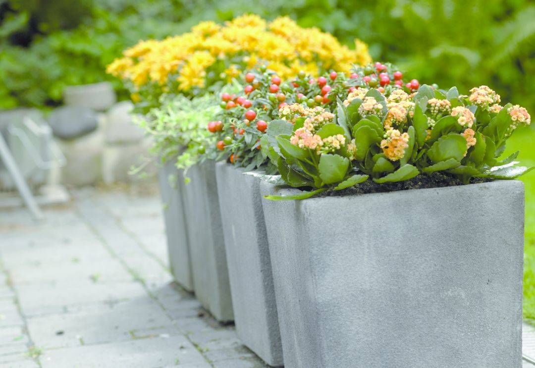 室內(nèi)養(yǎng)什么植物最好排名_室內(nèi)植物哪個好養(yǎng)活_室內(nèi)比較好養(yǎng)的植物