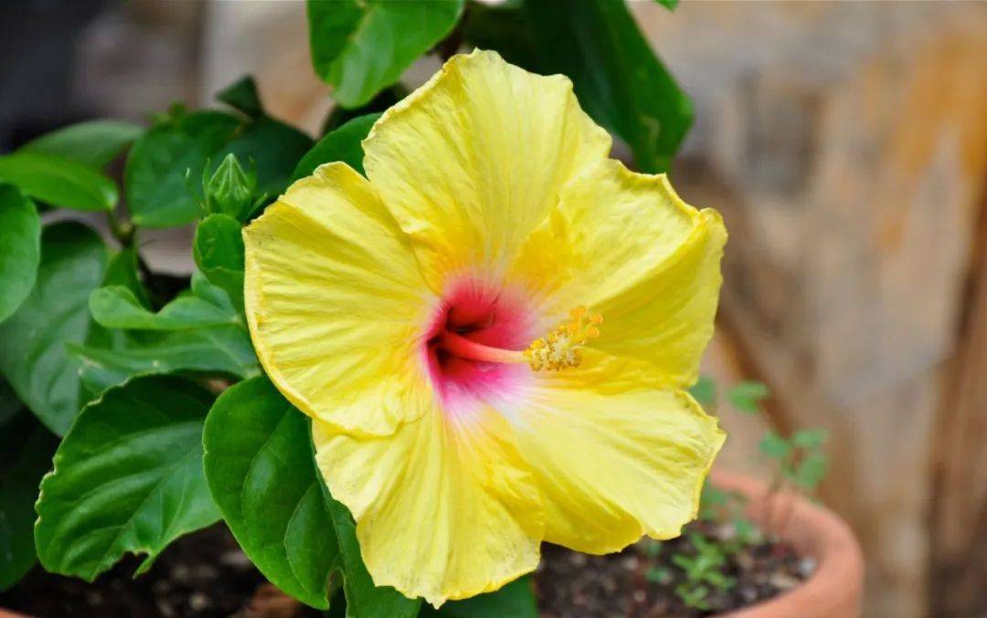 室內(nèi)植物哪個好養(yǎng)活_室內(nèi)養(yǎng)什么植物最好排名_室內(nèi)比較好養(yǎng)的植物