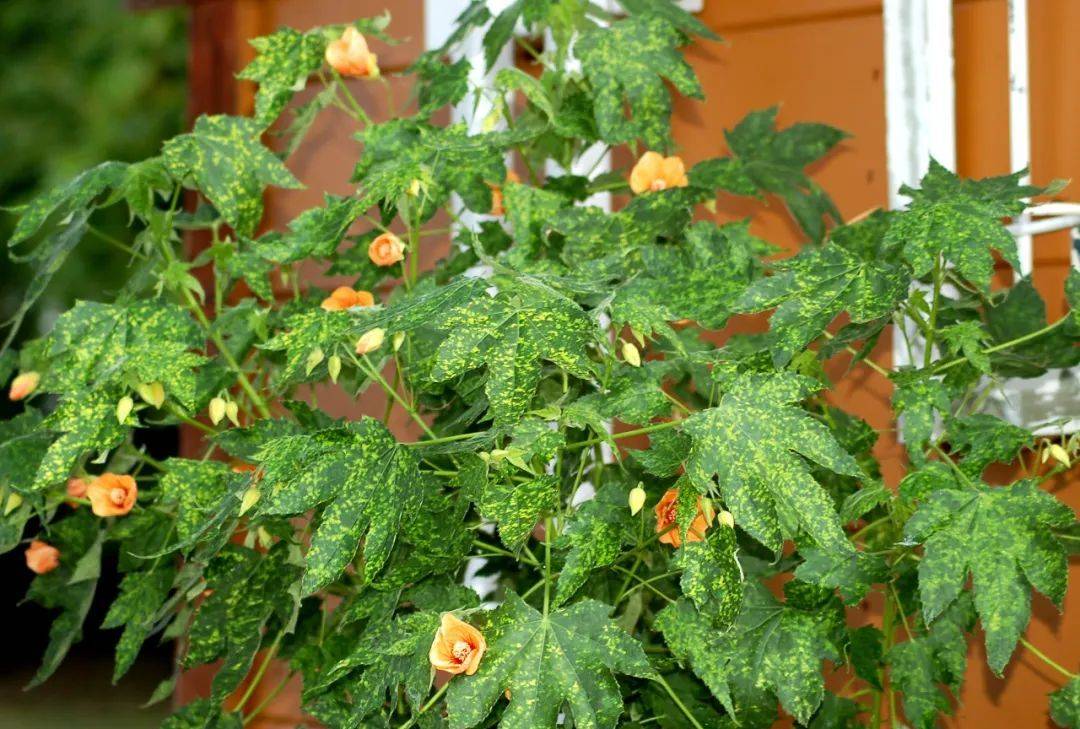 室內(nèi)養(yǎng)什么植物最好排名_室內(nèi)植物哪個好養(yǎng)活_室內(nèi)比較好養(yǎng)的植物