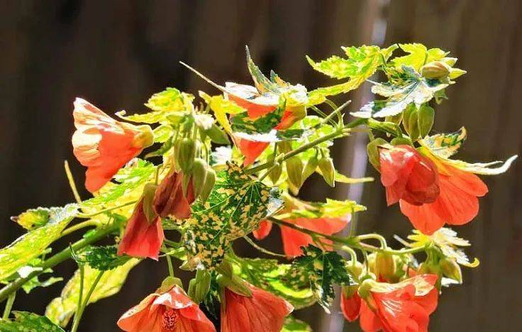 室內(nèi)植物哪個好養(yǎng)活_室內(nèi)養(yǎng)什么植物最好排名_室內(nèi)比較好養(yǎng)的植物