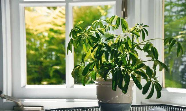 室內(nèi)植物哪個好養(yǎng)活_室內(nèi)養(yǎng)什么植物最好排名_室內(nèi)比較好養(yǎng)的植物