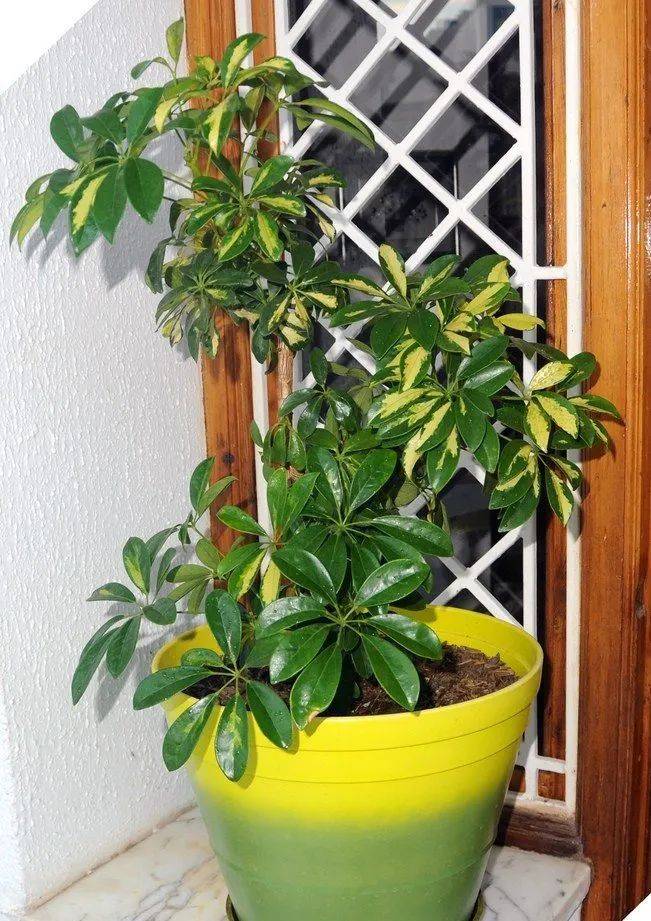 室內(nèi)植物哪個好養(yǎng)活_室內(nèi)養(yǎng)什么植物最好排名_室內(nèi)比較好養(yǎng)的植物