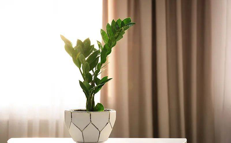 室內(nèi)養(yǎng)什么植物最好排名_室內(nèi)比較好養(yǎng)的植物_室內(nèi)植物哪個好養(yǎng)活