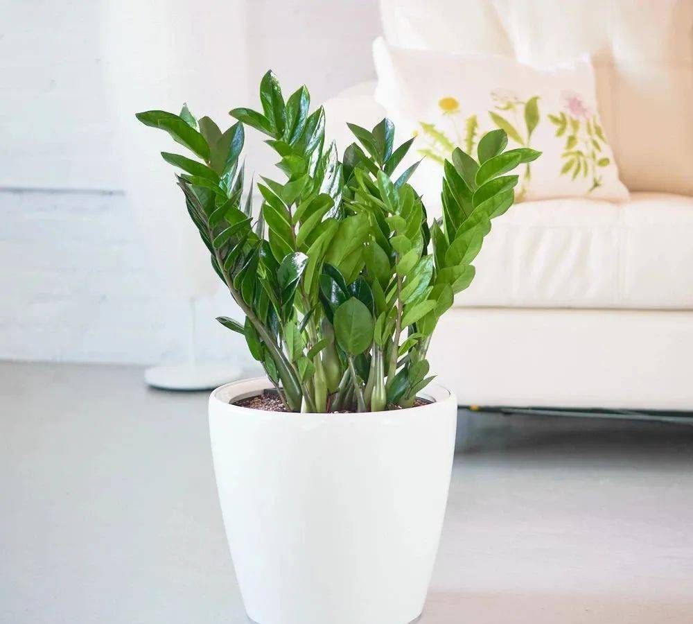 室內(nèi)養(yǎng)什么植物最好排名_室內(nèi)比較好養(yǎng)的植物_室內(nèi)植物哪個好養(yǎng)活