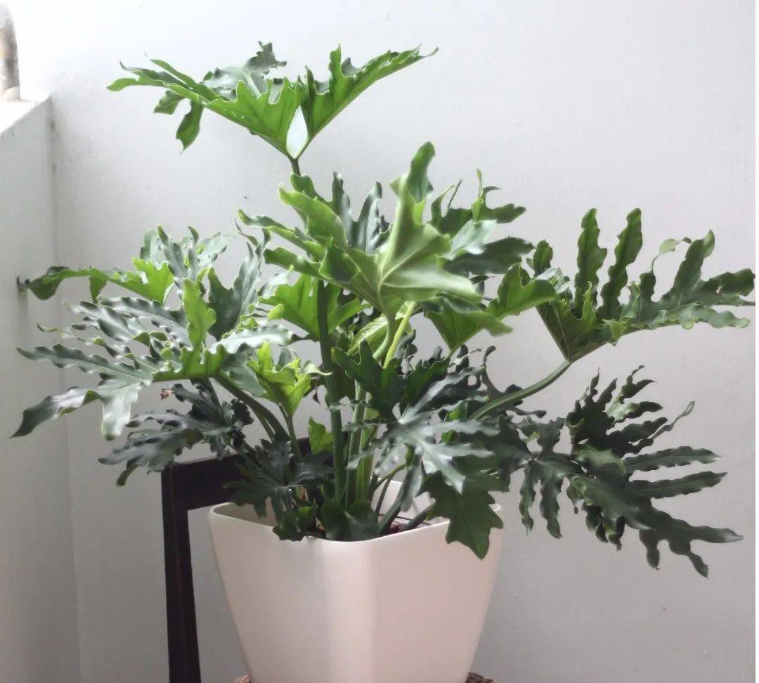 室內(nèi)植物哪個好養(yǎng)活_室內(nèi)比較好養(yǎng)的植物_室內(nèi)養(yǎng)什么植物最好排名