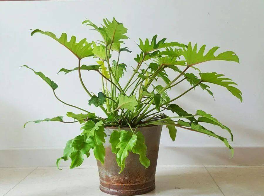 室內(nèi)養(yǎng)什么植物最好排名_室內(nèi)比較好養(yǎng)的植物_室內(nèi)植物哪個好養(yǎng)活