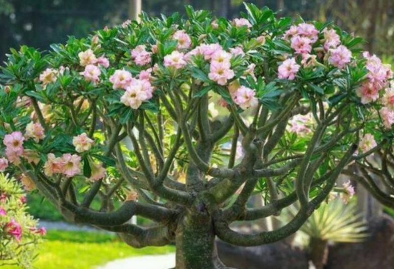 <strong>原標(biāo)題：俗話說：“勤人養(yǎng)魚，懶人養(yǎng)花”，6種花最適合懶人去養(yǎng)</strong>