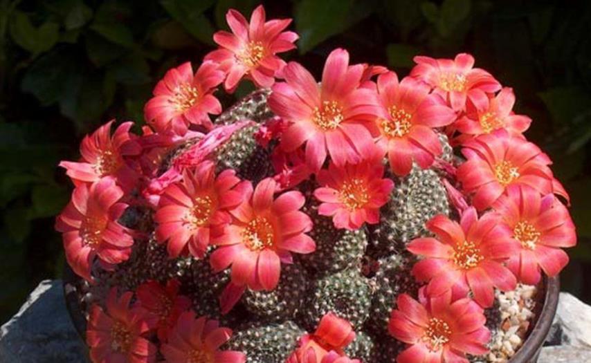 適合懶人養(yǎng)的花卉_懶人養(yǎng)的花_花卉養(yǎng)適合懶人盆栽嗎