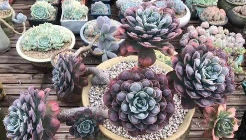 適合懶人養(yǎng)的花卉_懶人養(yǎng)的花_花卉養(yǎng)適合懶人盆栽嗎