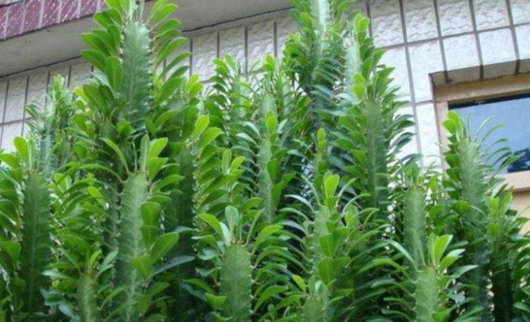 適合懶人養(yǎng)的花卉_懶人養(yǎng)的花_花卉養(yǎng)適合懶人盆栽嗎