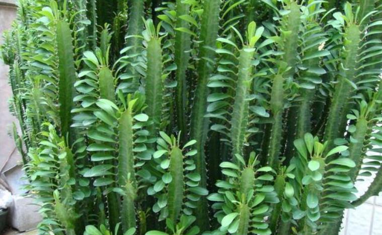 適合懶人養(yǎng)的花卉_花卉養(yǎng)適合懶人盆栽嗎_懶人養(yǎng)的花