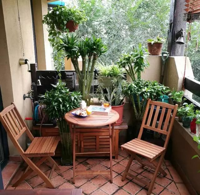 可以室內養(yǎng)的綠植_室內養(yǎng)綠植可以凈化空氣嗎_室內養(yǎng)綠植可以增加濕度嗎