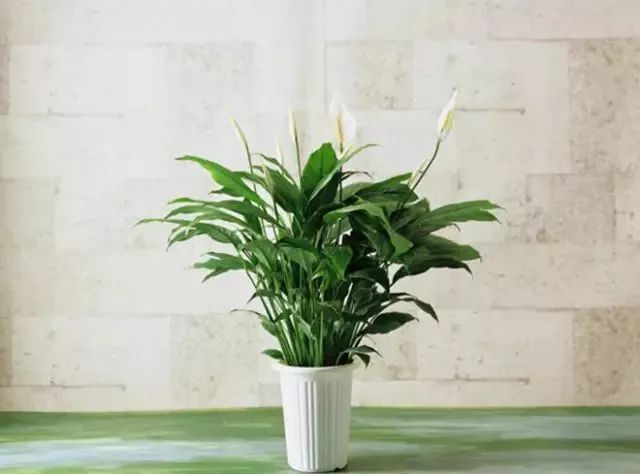 可以室內養(yǎng)的綠植_室內養(yǎng)綠植可以凈化空氣嗎_室內養(yǎng)綠植可以增加濕度嗎