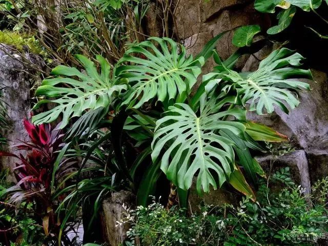 室內養(yǎng)綠植可以增加濕度嗎_可以室內養(yǎng)的綠植_室內養(yǎng)綠植可以凈化空氣嗎