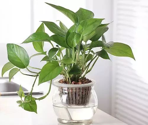 室內養(yǎng)綠植可以凈化空氣嗎_室內養(yǎng)綠植可以增加濕度嗎_可以室內養(yǎng)的綠植