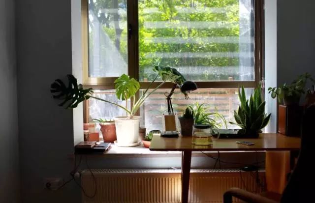 室內養(yǎng)綠植可以增加濕度嗎_室內養(yǎng)綠植可以凈化空氣嗎_可以室內養(yǎng)的綠植