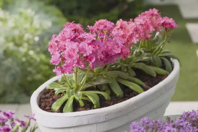 5種超好養(yǎng)還愛開花的多肉，你家養(yǎng)了幾盆呢?