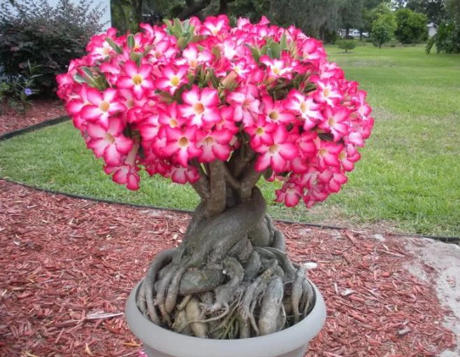 粉色花的多肉_粉色多肉都有哪些_開粉色花的多肉植物