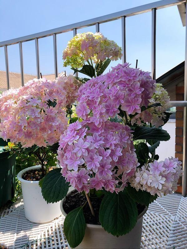 9種“喜陰花”，好養(yǎng)有格調(diào)，光線不好養(yǎng)一盆，北陽臺也能美美噠