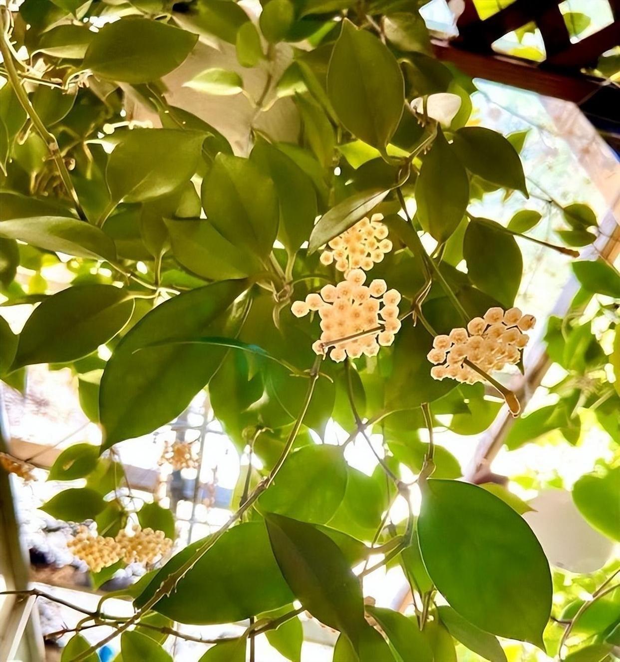 家里養(yǎng)什么花最好?有8種是首選_家里養(yǎng)花就選幾種_家庭養(yǎng)花的選擇