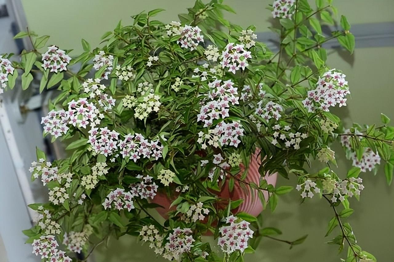 家里養(yǎng)花就選幾種_家庭養(yǎng)花的選擇_家里養(yǎng)什么花最好?有8種是首選