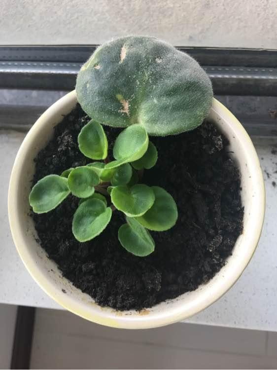 家里養(yǎng)花就選幾種_家里養(yǎng)什么花最好?有8種是首選_家庭養(yǎng)花的選擇