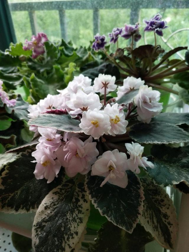 家里養(yǎng)花就選幾種_家庭養(yǎng)花的選擇_家里養(yǎng)什么花最好?有8種是首選