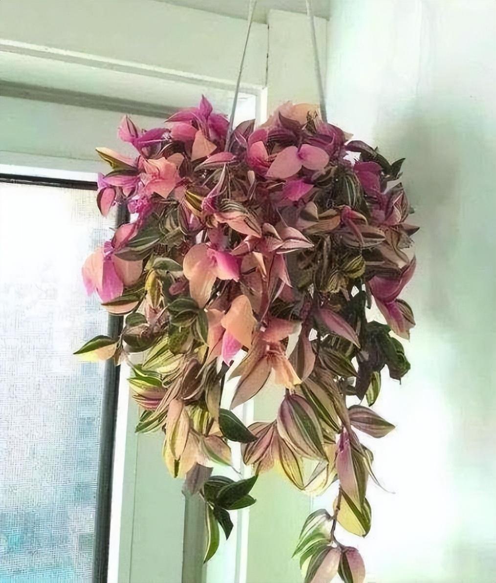 家里養(yǎng)什么花最好?有8種是首選_家庭養(yǎng)花的選擇_家里養(yǎng)花就選幾種