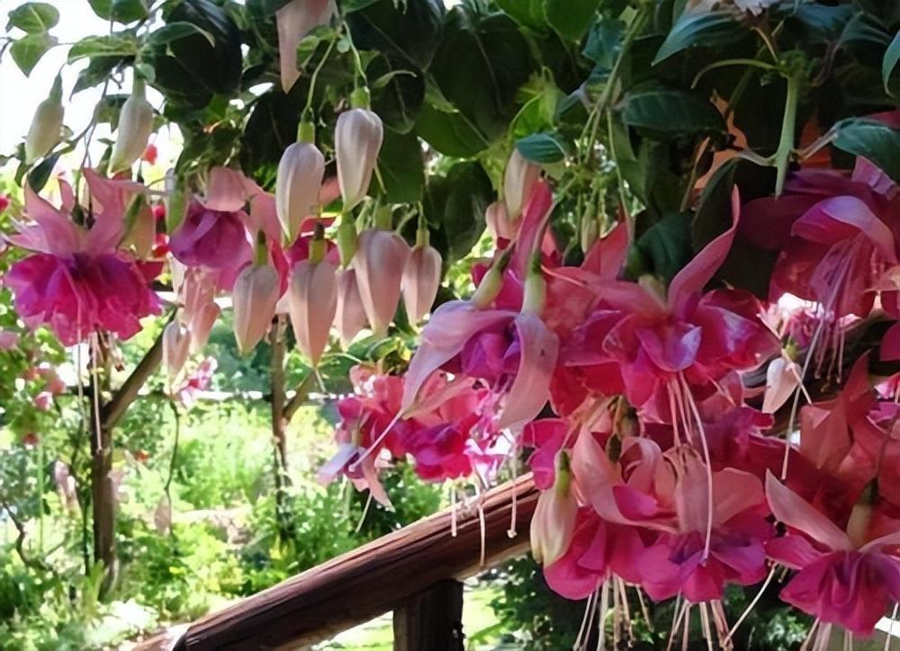 家里養(yǎng)什么花最好?有8種是首選_家里養(yǎng)花就選幾種_家庭養(yǎng)花的選擇