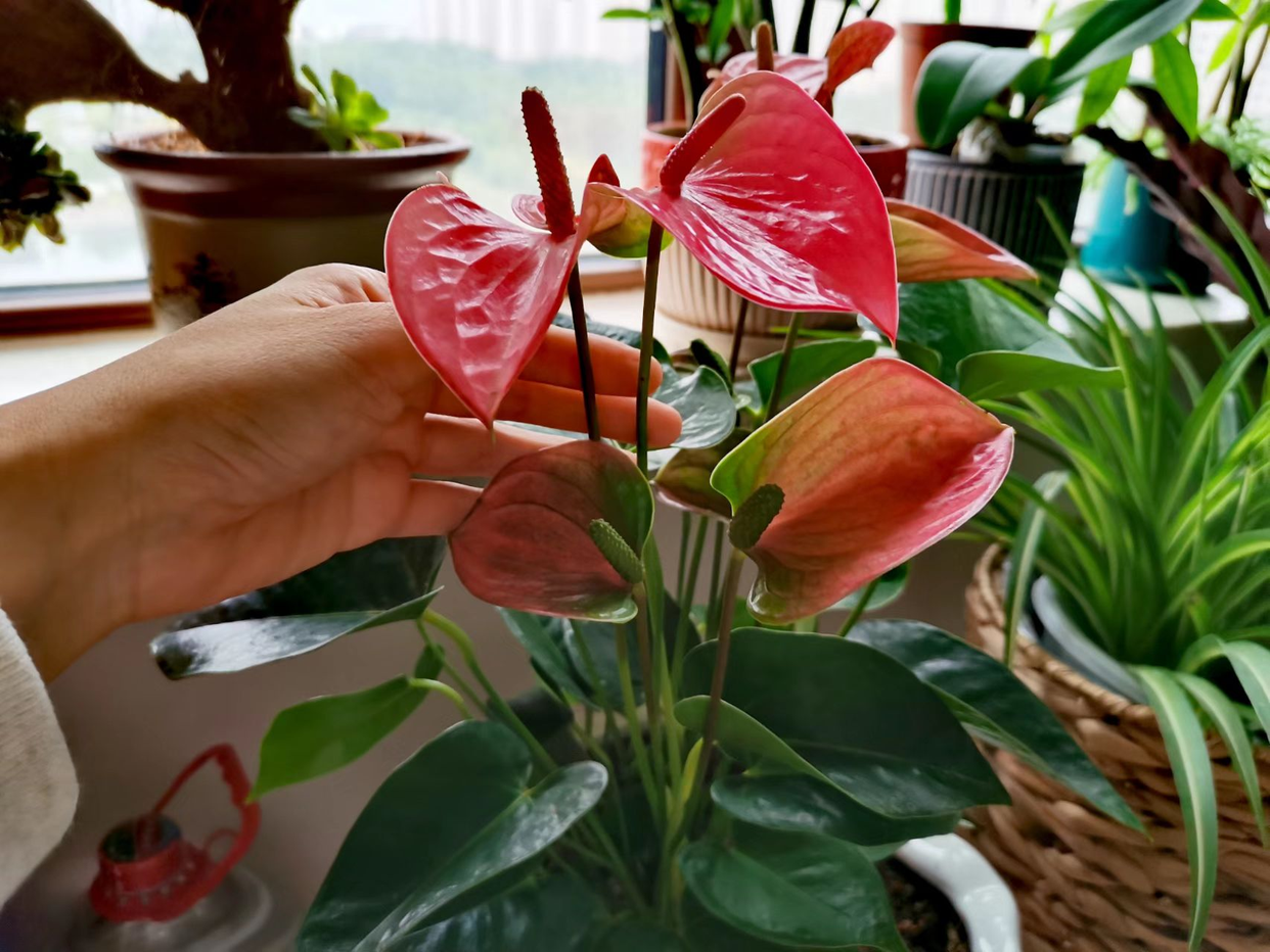 家里養(yǎng)花就選幾種_家里養(yǎng)什么花最好?有8種是首選_家庭養(yǎng)花的選擇