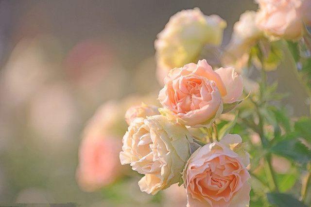 擺這10種綠植，你家有的話，趕緊移到室外去！