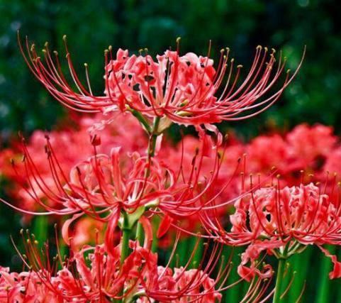 室外綠植圖片大全欣賞_室外綠植_室外綠植有哪些品種