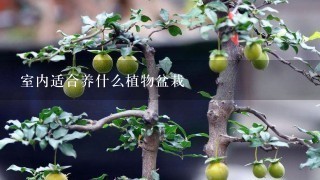室內(nèi)適合養(yǎng)什么植物盆栽,有哪些適合室內(nèi)養(yǎng)的植物大盆栽？