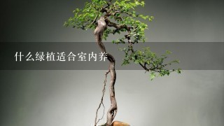 冬養(yǎng)綠植適合家天里的客廳嗎_冬天家里適合養(yǎng)什么綠植_冬天適合養(yǎng)什么綠植在屋內(nèi)