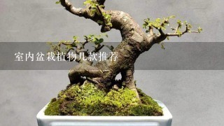 冬天家里適合養(yǎng)什么綠植_冬養(yǎng)綠植適合家天里的客廳嗎_冬天適合養(yǎng)什么綠植在屋內(nèi)