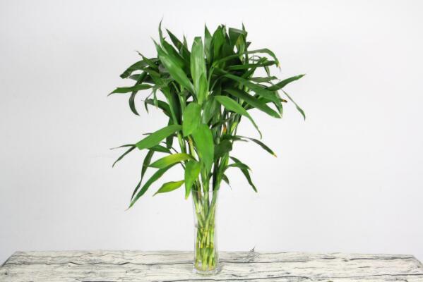 綠植好養(yǎng)_最好養(yǎng)活的綠植_養(yǎng)綠植養(yǎng)的好有什么寓意