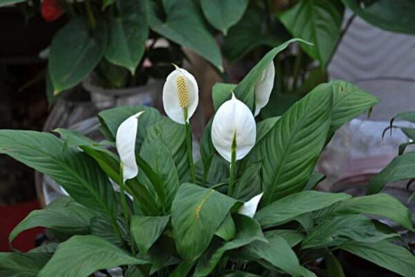 養(yǎng)綠植養(yǎng)的好有什么寓意_最好養(yǎng)活的綠植_綠植好養(yǎng)