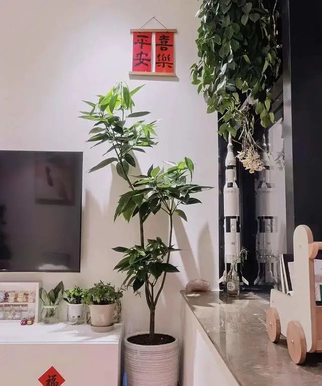 室內(nèi)養(yǎng)綠植的好處_好處室內(nèi)養(yǎng)綠植的句子_室內(nèi)養(yǎng)綠植有什么好處