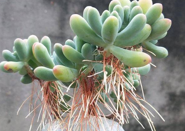 多肉植物長(zhǎng)“胡須”了？注意這個(gè)“求救信號(hào)”，肉友們別忽視！