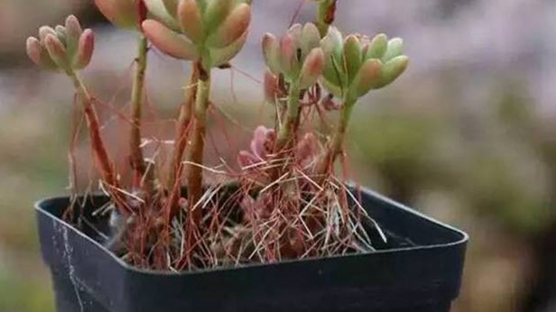 玉多肉怎么養(yǎng)_多肉植物緋花玉_多肉花紋玉