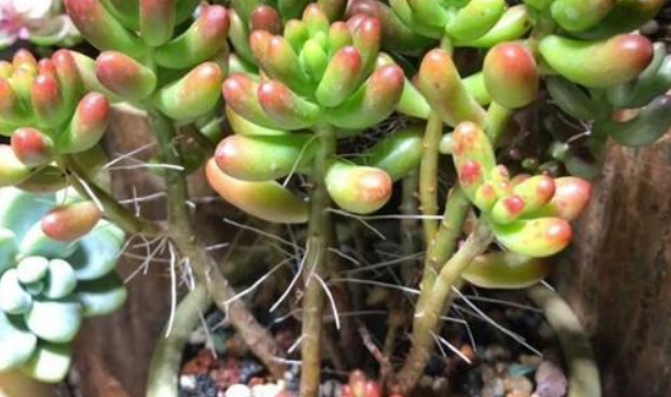 多肉植物緋花玉_玉多肉怎么養(yǎng)_多肉花紋玉