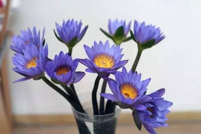 送母親花送幾朵合適_送母親花送什么_送母親花束圖片大全