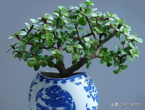 金枝玉葉不會養(yǎng)？“一把肥”扔盆里，枝葉長不停，快速成老樁盆景