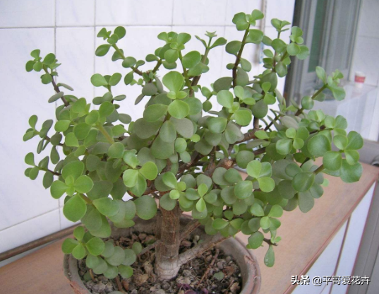 金枝玉葉花可以水培嗎_水培金枝玉葉花怎么養(yǎng)才能養(yǎng)好_金枝玉葉水培好還是土培好