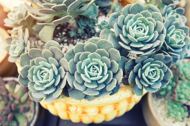 種植多肉花盆多大比較好養(yǎng)_種植多肉花盆選擇_多肉的花怎么種植