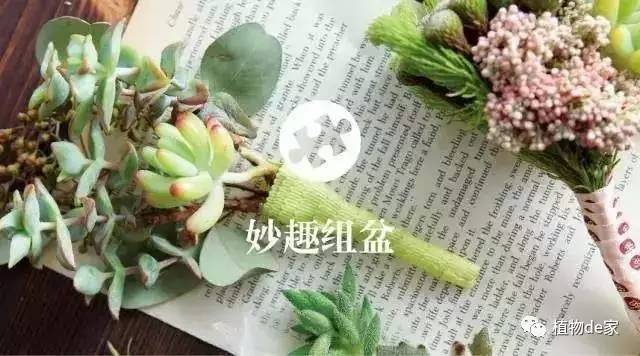 多肉植物組合,知道這幾個(gè)黃金法則就足夠了!