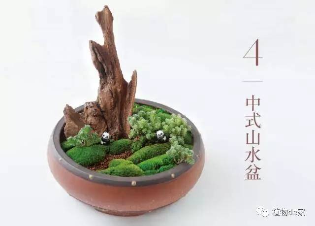 種植物多肉的觀察日記_種植物多肉的花盆和那些大彩鋼_一種植物多肉