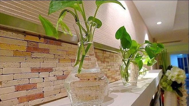 床頭柜放什么綠植好_床頭柜適合擺植物嗎_床頭柜適合放綠蘿嗎